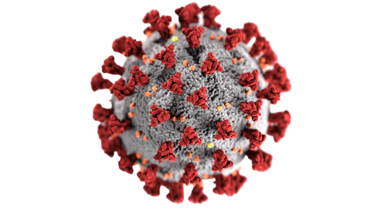 COVID-19s Effect on Employment | AUSTSWIM